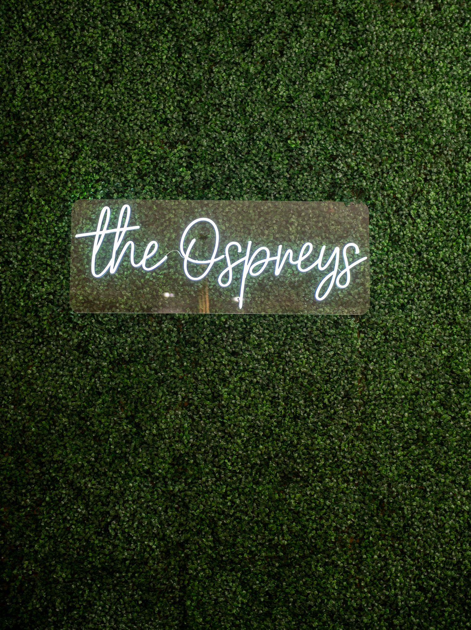 Illuminated neon sign reading 'the Ospreys' mounted on a green hedge wall.