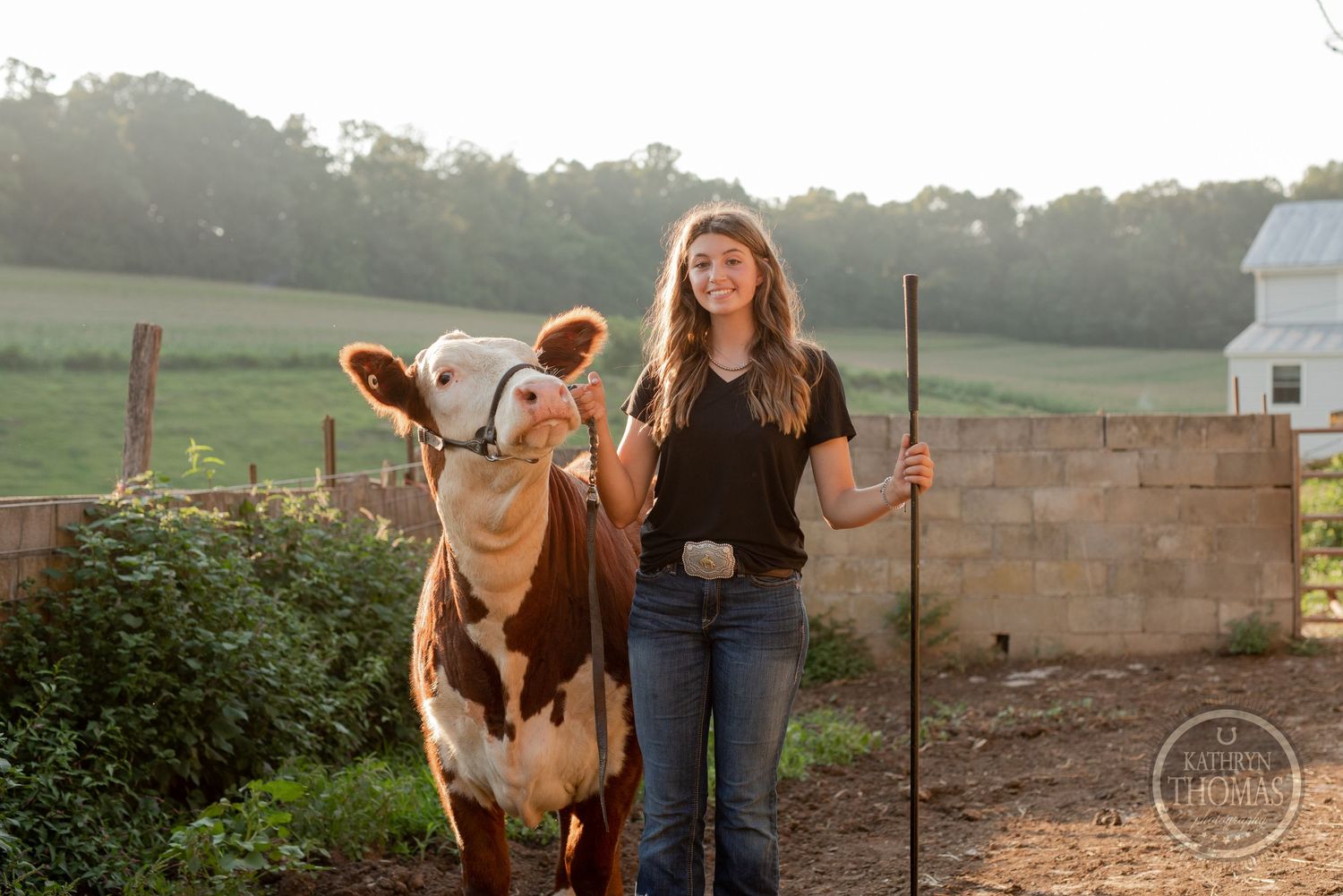 Person with herding stick stands beside brown and white cow in rural farm setting at sunset.