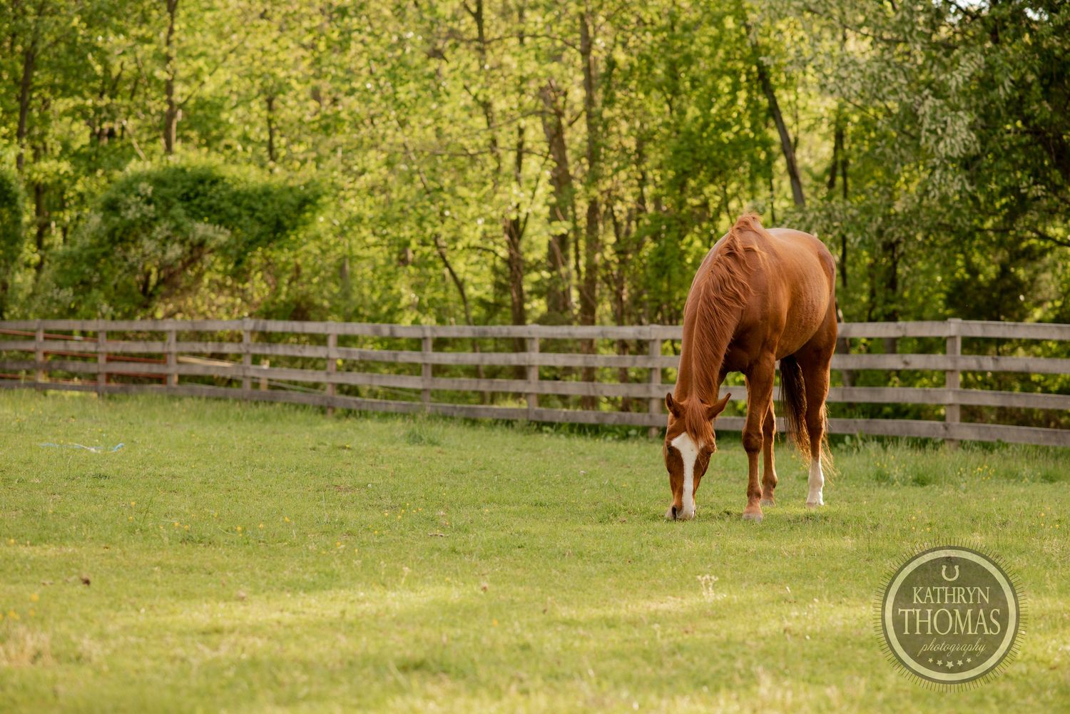 A chestnut horse grazes in a lush green pasture with wooden fencing.
