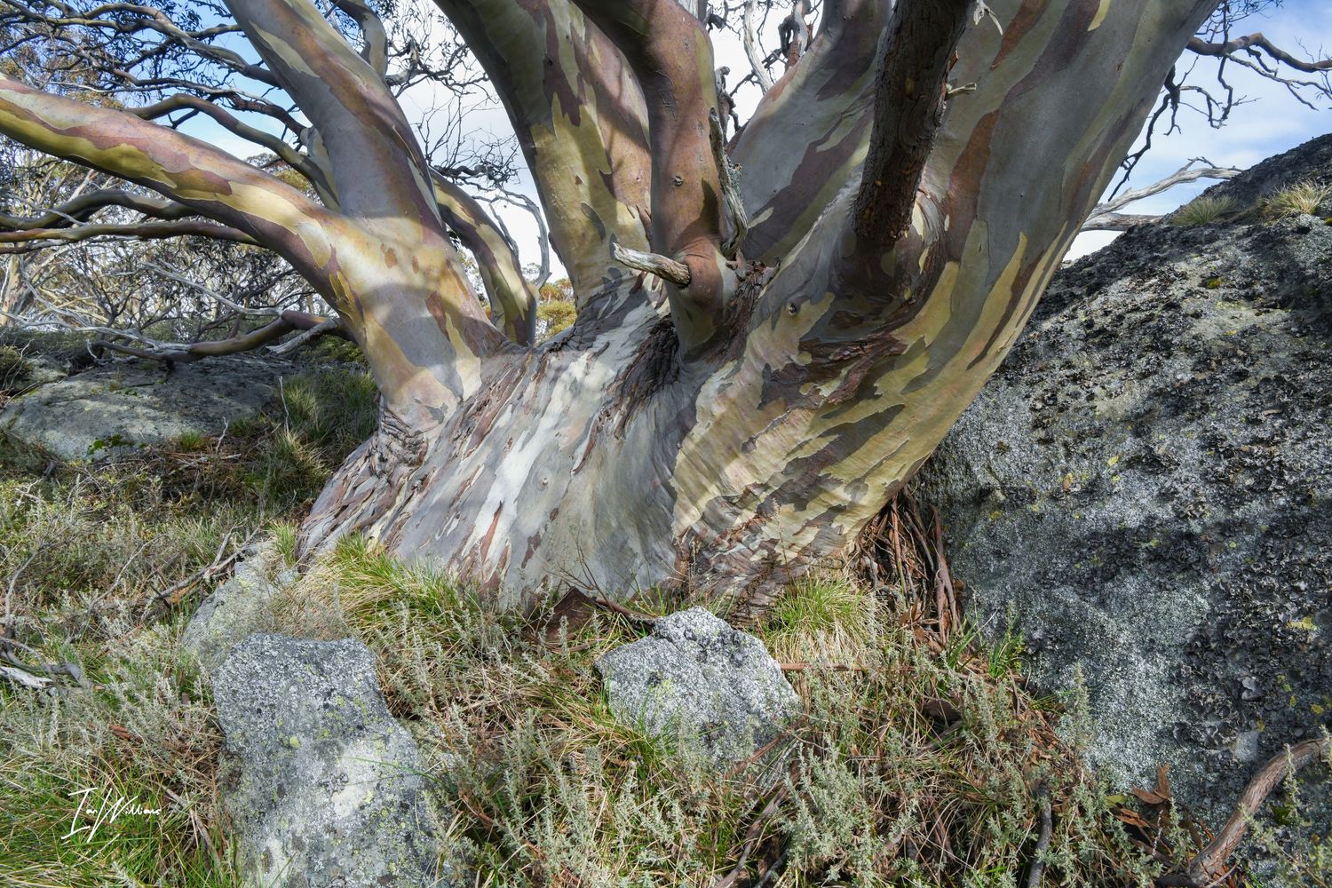 Snow gum