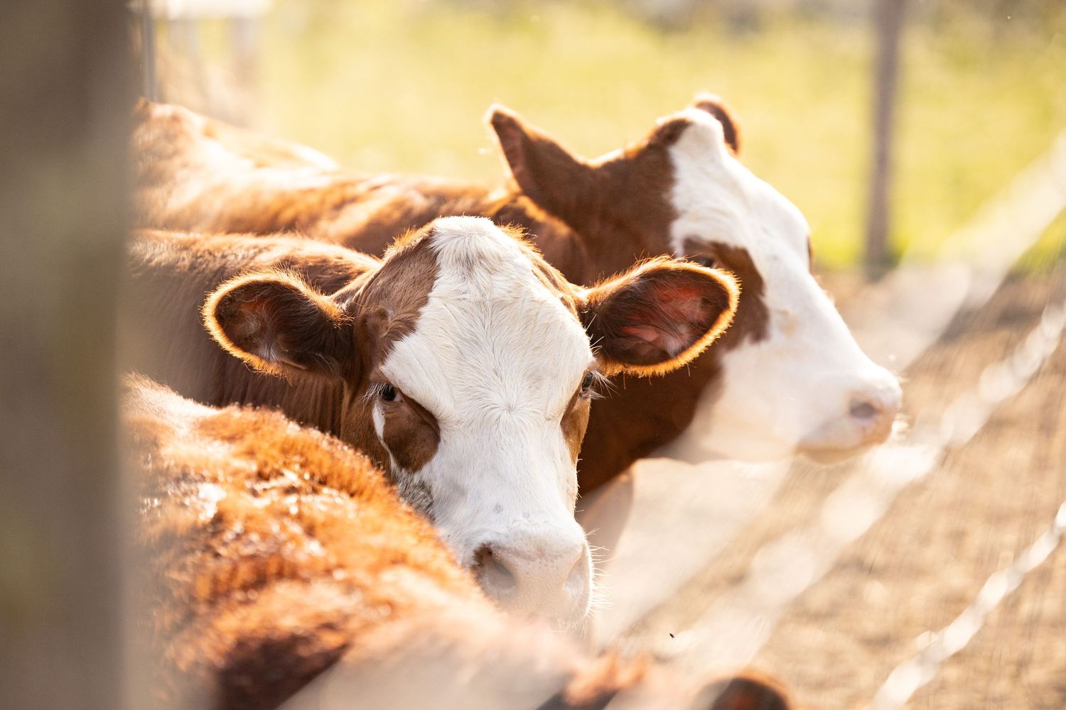 Two brown and white steers resting their heads through a fence on a sunny farm.