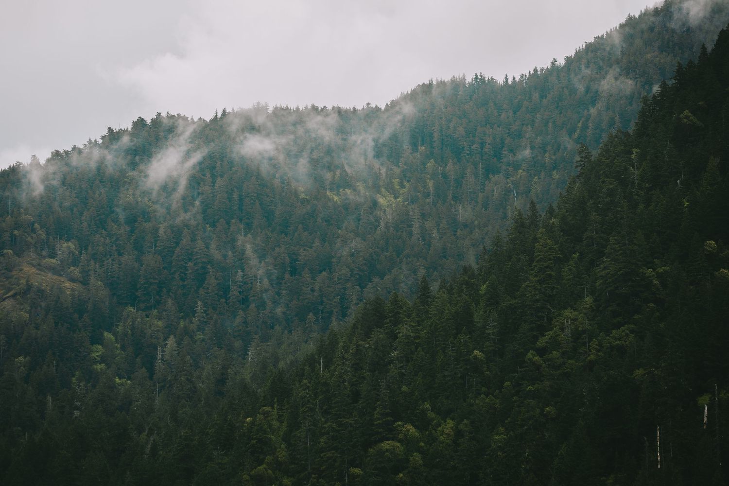 A forested mountain range