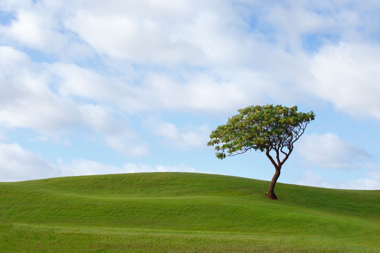 A single windswept tree stands alone on a rolling green hill against a blue sky with white puffy clouds.