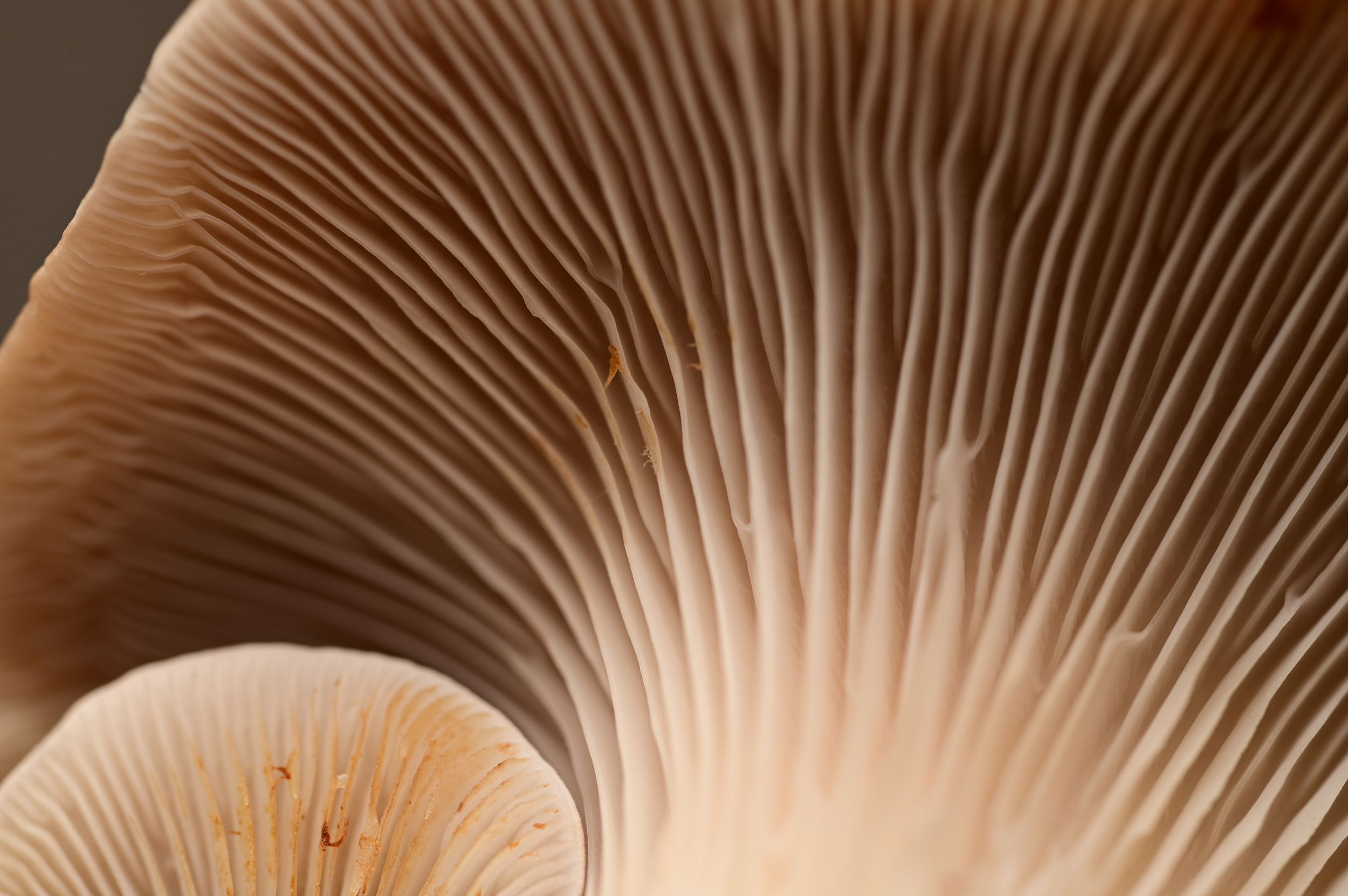 Close up photography of mushroom gills.