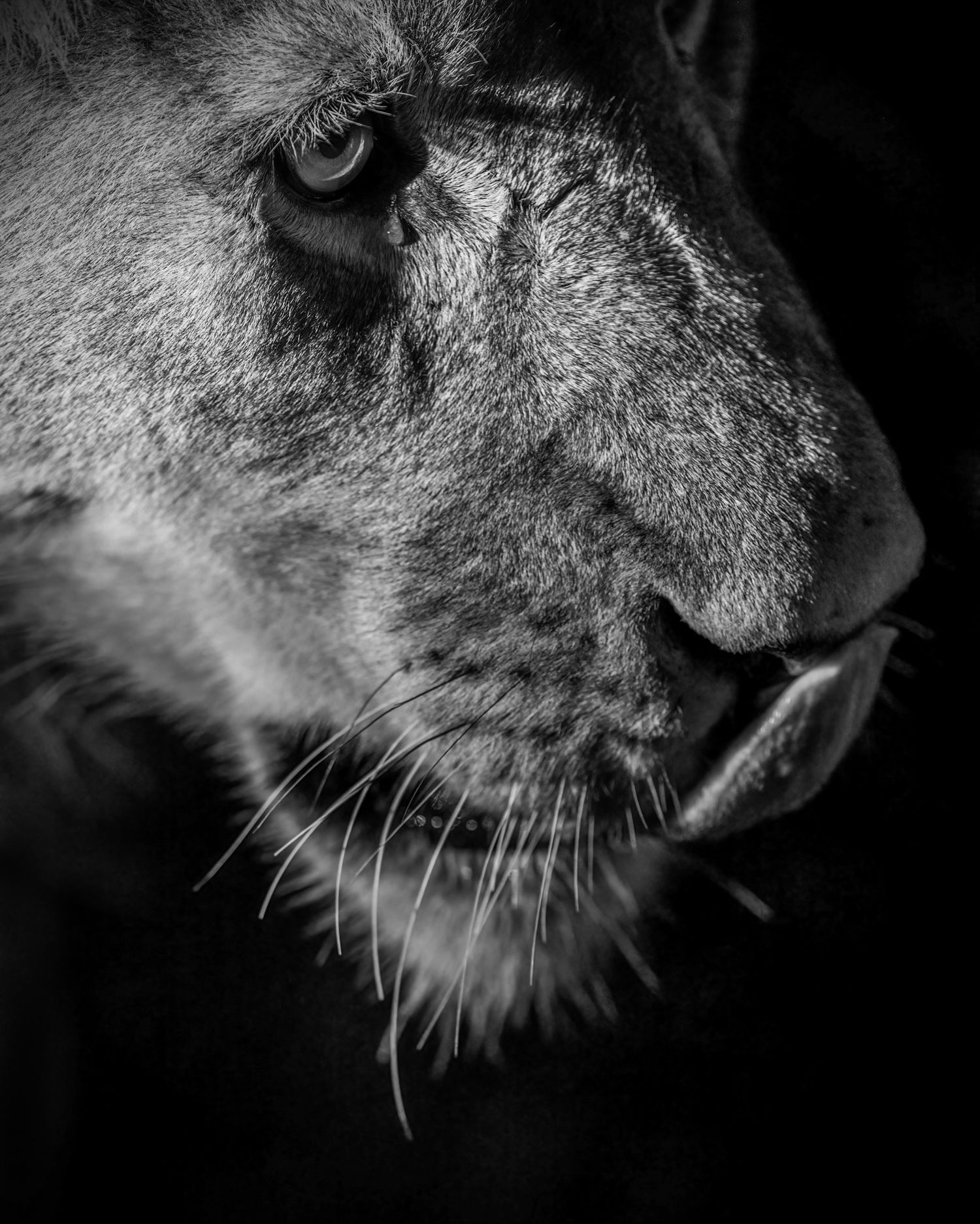Dramatic black and white close-up photograph of a large cat's nose and whiskers.
