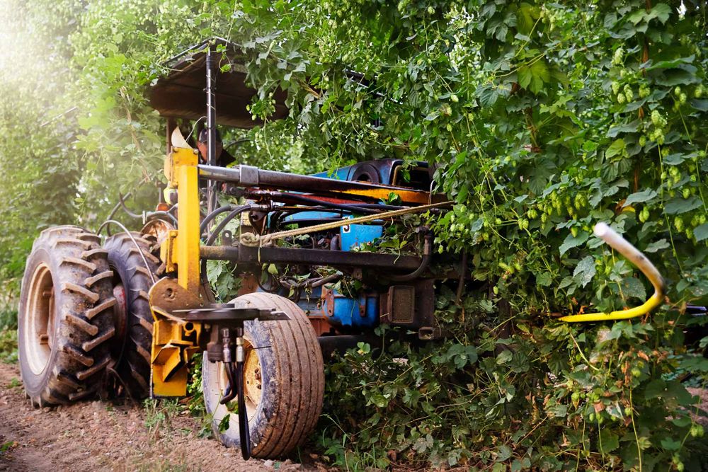 tractor on location in the hop field during harvest