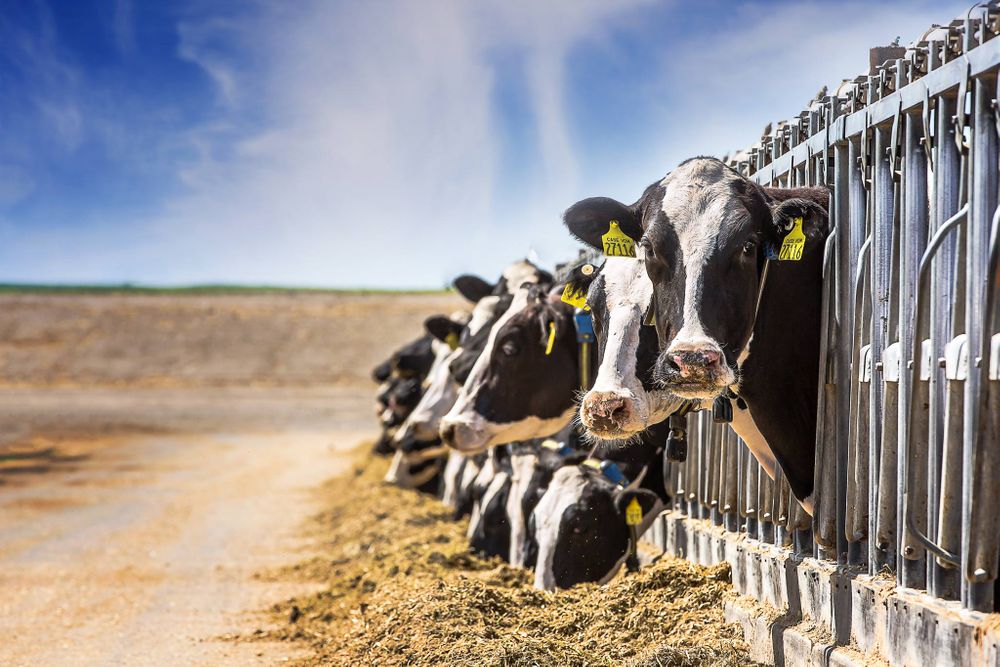 coulee flats dairy cows feeding