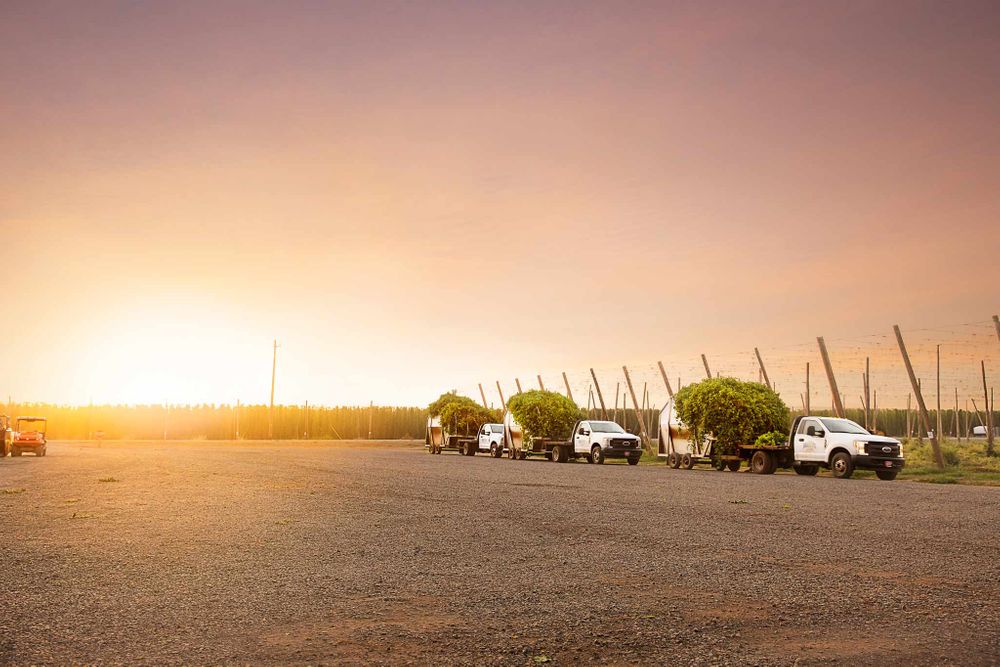 full harvest trucks at sunrise