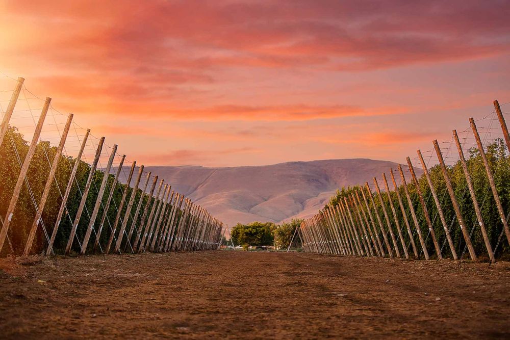 brulotte farm hop rows and mountain at sunrise