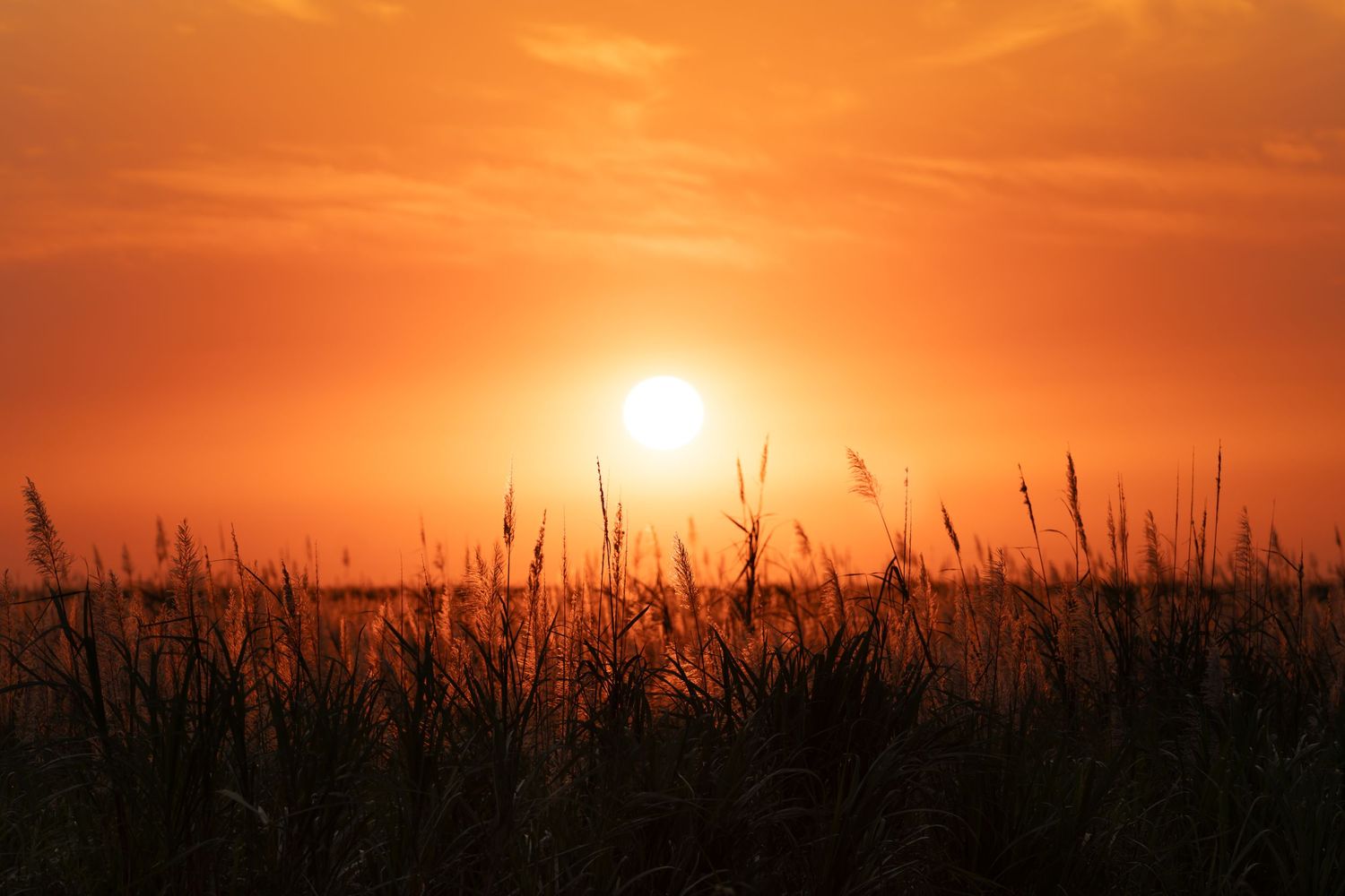 Dramatic orange sunset over silhouetted grass field landscape.
