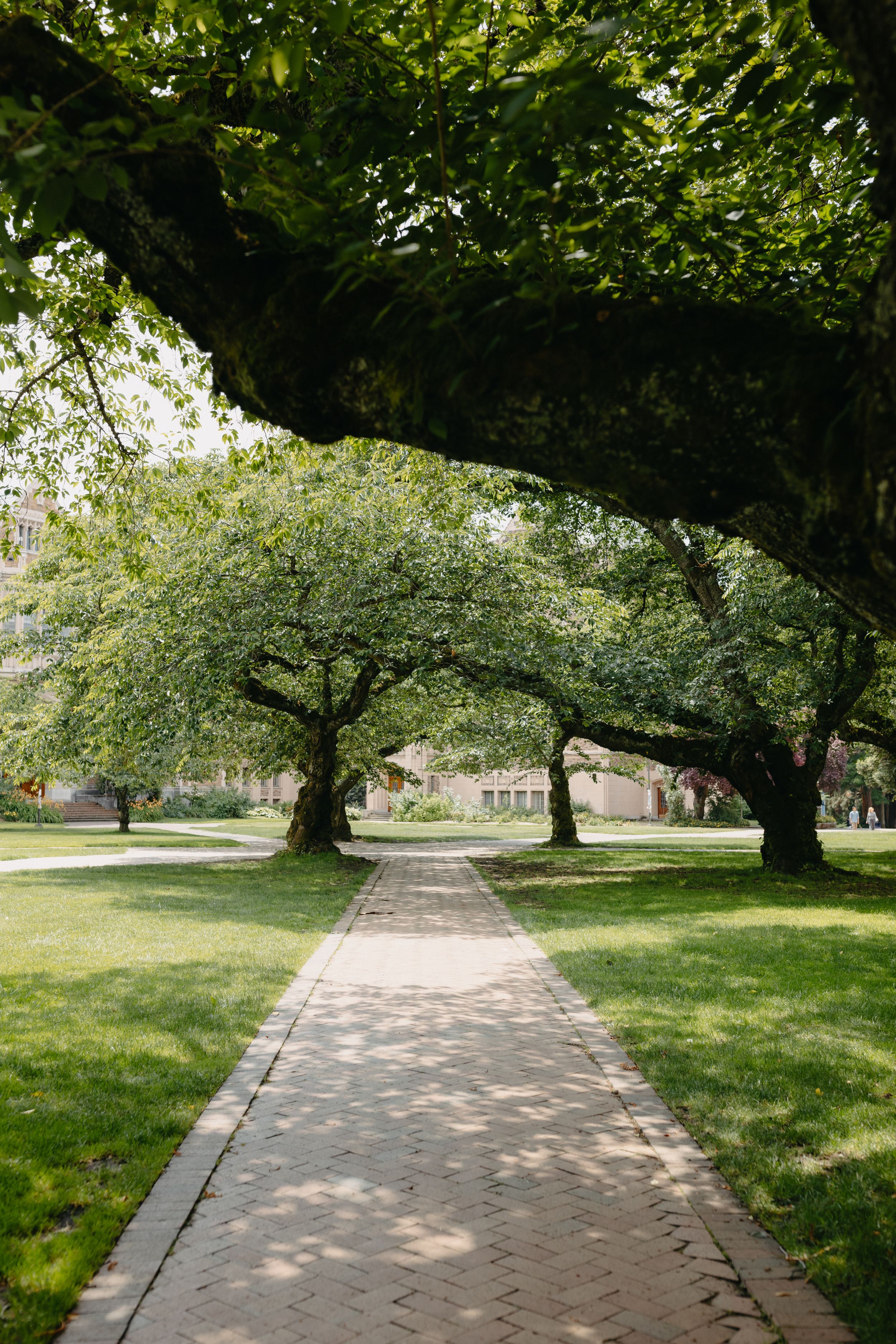 Tree-lined brick pathway through a lush green park on a sunny day.