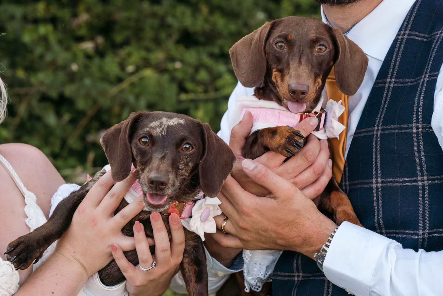 Zara Davis Photography Dogs at Weddings Cotswolds Gloucestershire Cheltenham Dachshund devon somerset