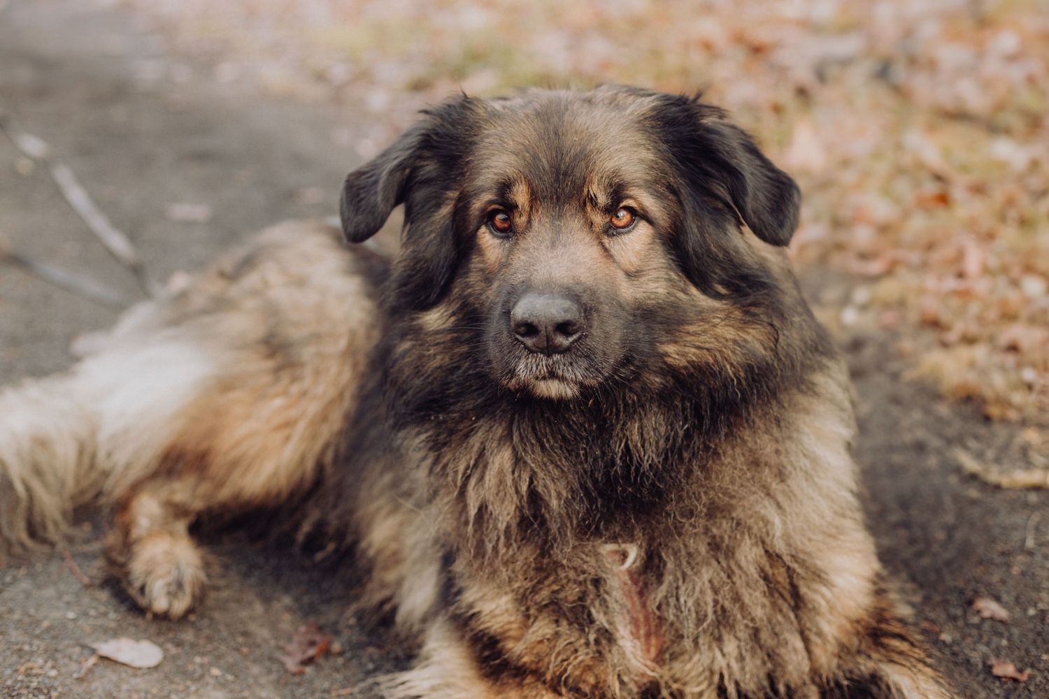 Séance photo chien en Auvergne Rhône-Alpes, en pleine nature, complicité entre le chien et son maître.