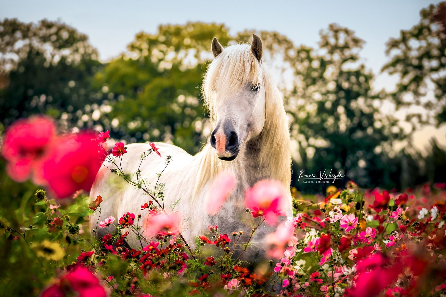 paardenfotoshoot in bloemenveld vrij in de natuur prachtig paard Karen Verheyden Photography
