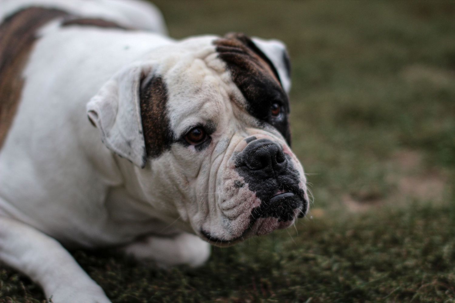 Maddox dog photo kutyafoto kisallatfoto gbr gbrfoto amerikai bulldog american bulldog
