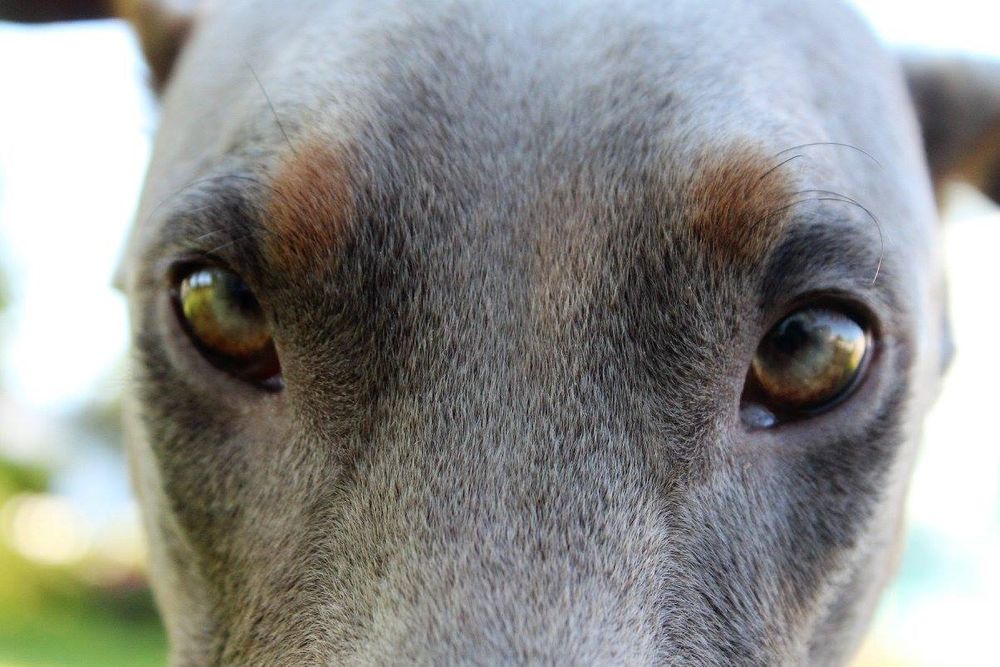 Extreme close-up of a gray dog's expressive brown eyes with soft natural bokeh background.