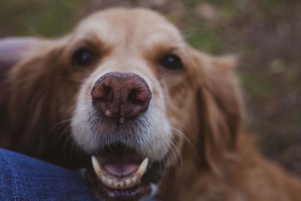 Close-up of a happy golden retriever with mouth open showing teeth, nose in focus outdoors.