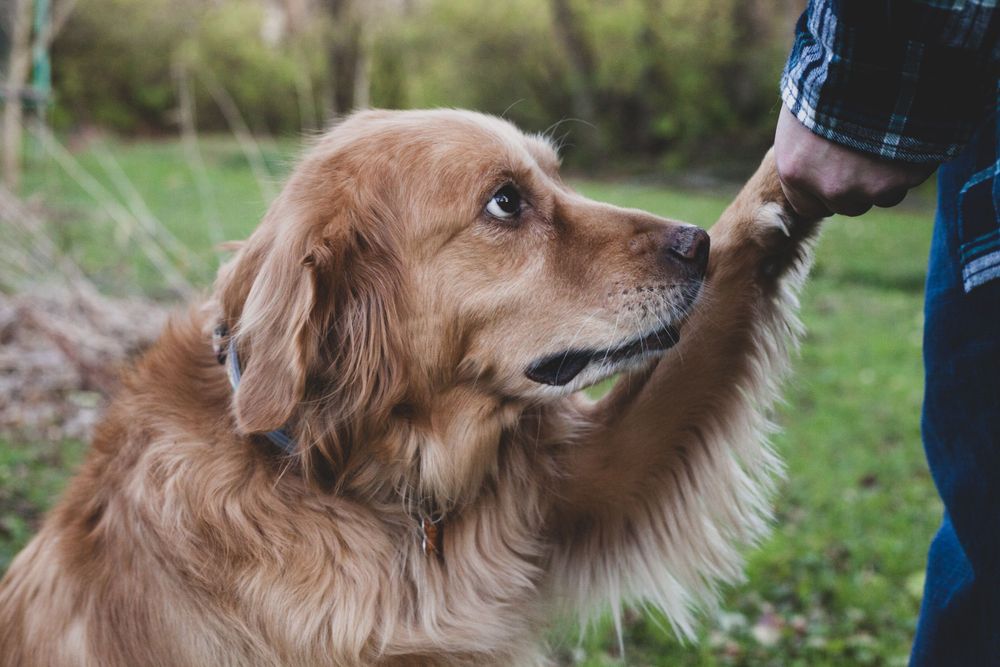 A golden retriever dog gently takes a treat from a person's hand outdoors in a green park setting.