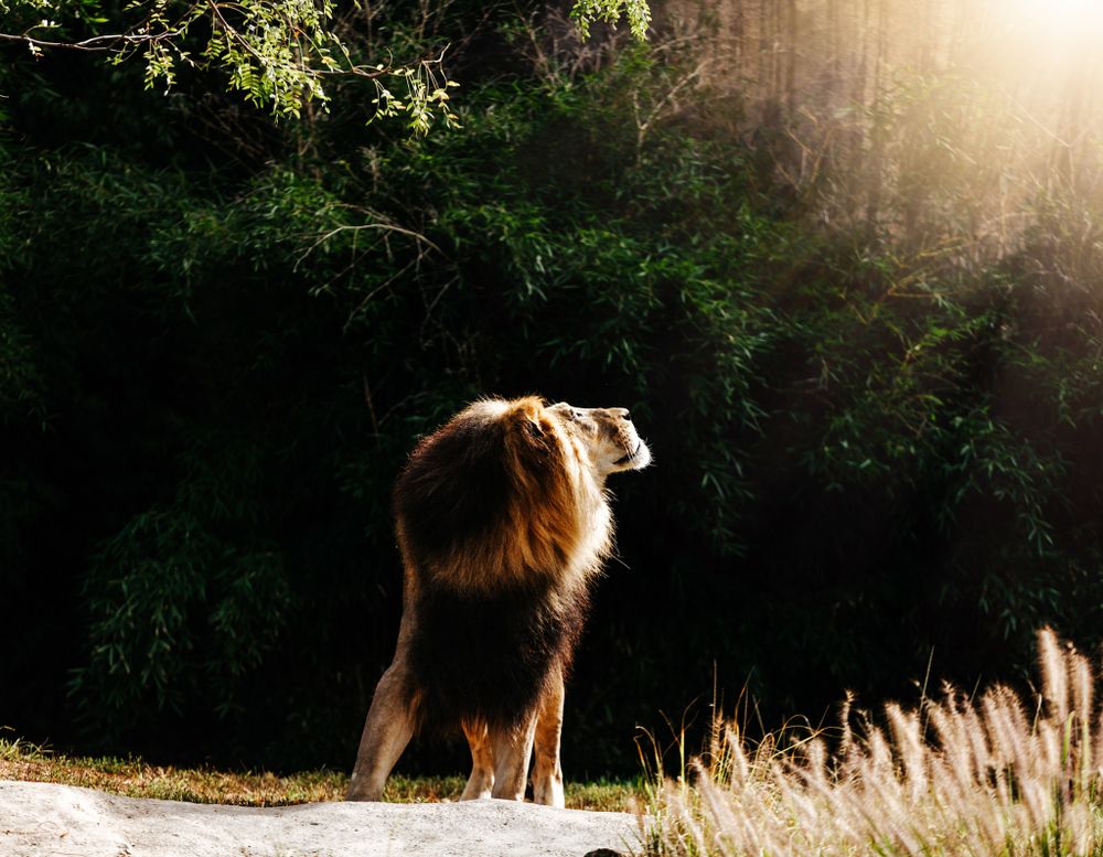 A majestic male lion stands proudly on a rock gazing into a sunlit forest with lush green trees.