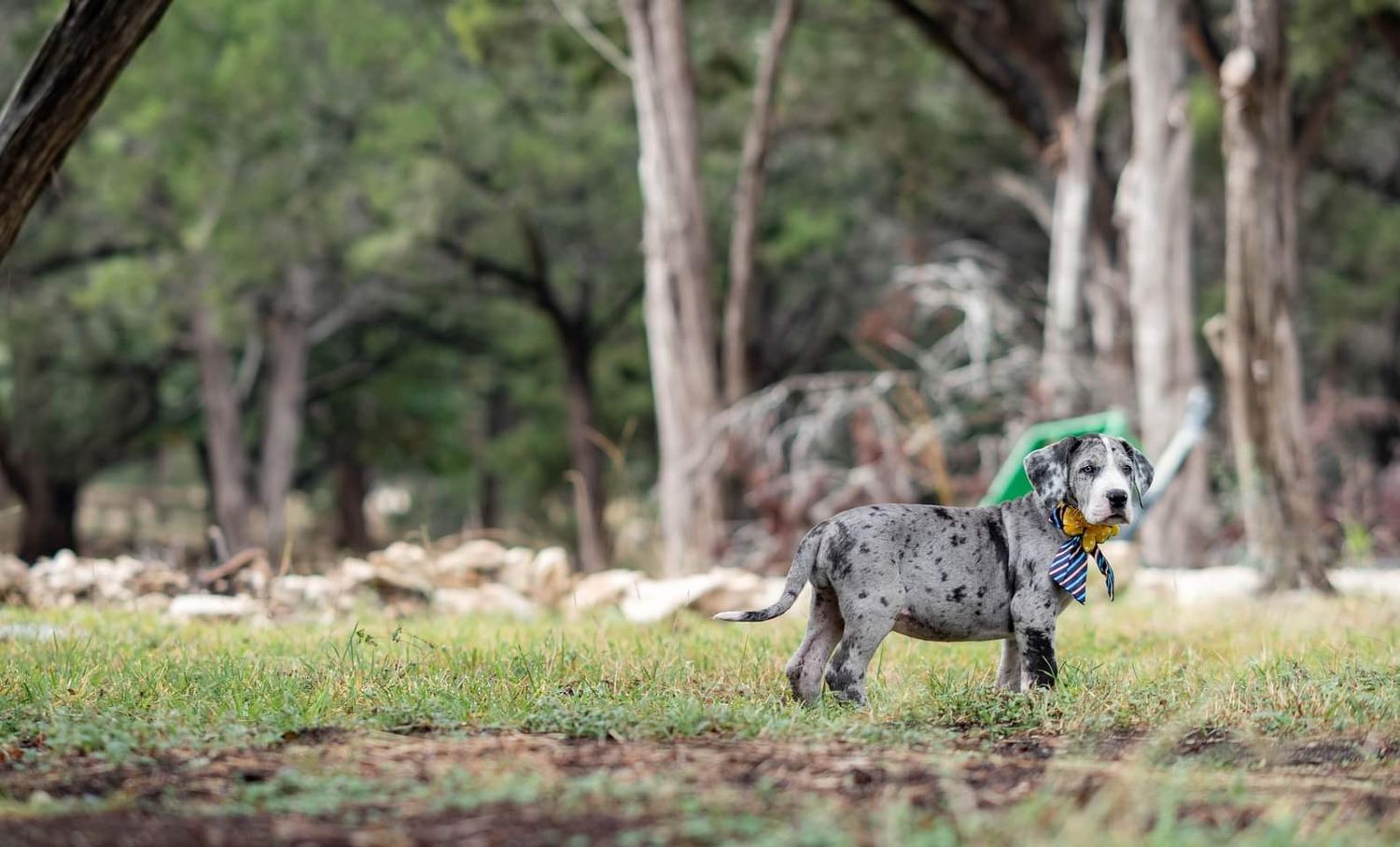 A small grey dog toy stands in a grassy field with eucalyptus trees in the background.