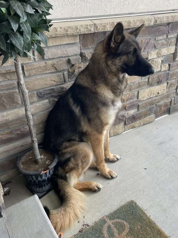 German Shepherd sitting regally on porch against stone wall exterior.