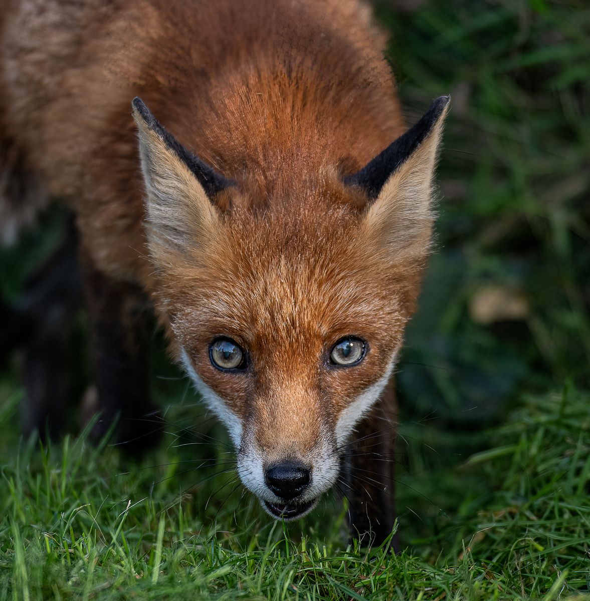 Close-up portrait of a red fox with striking blue eyes and intense gaze.