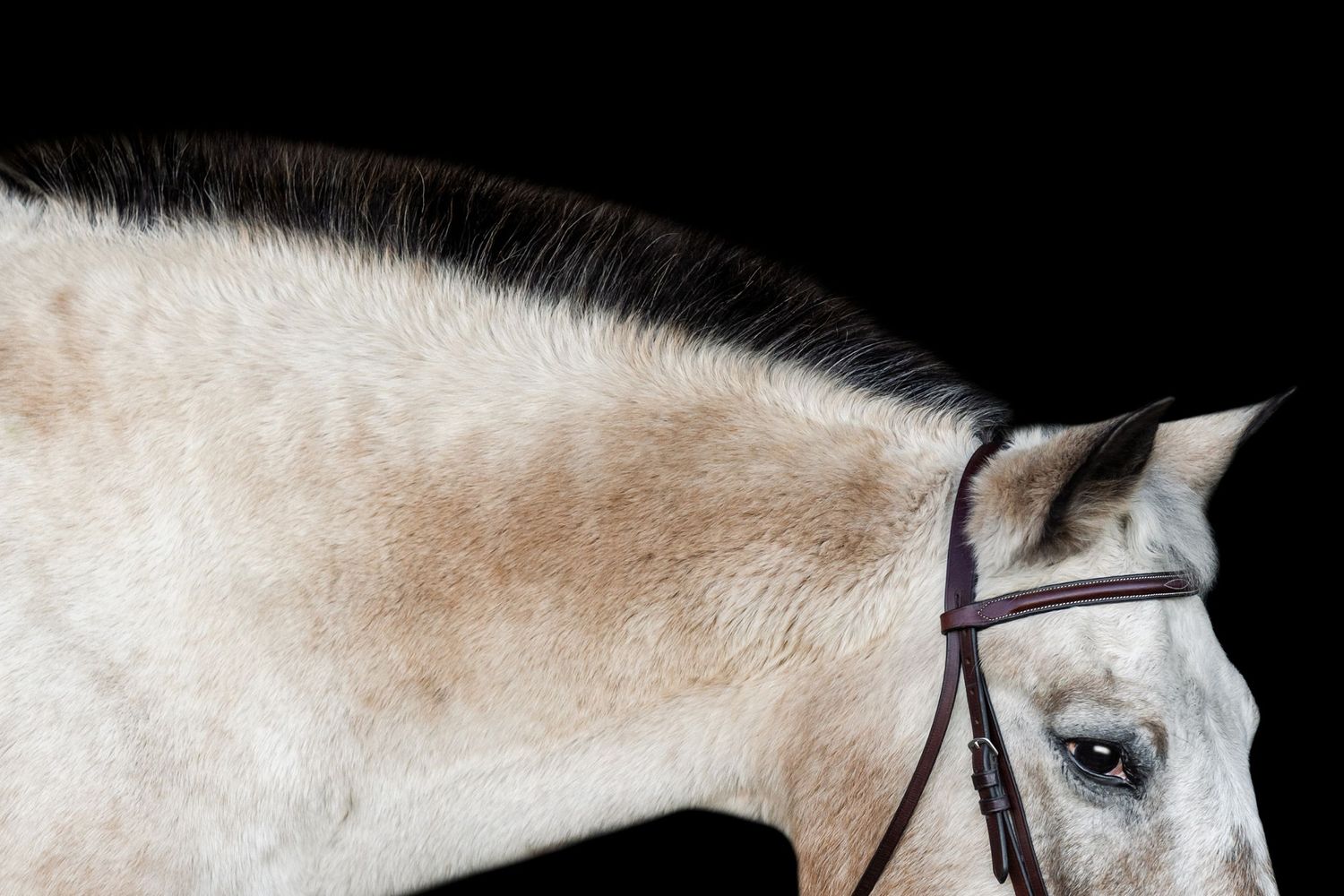 detail shot black background, buckskin roan pony with roached mane
