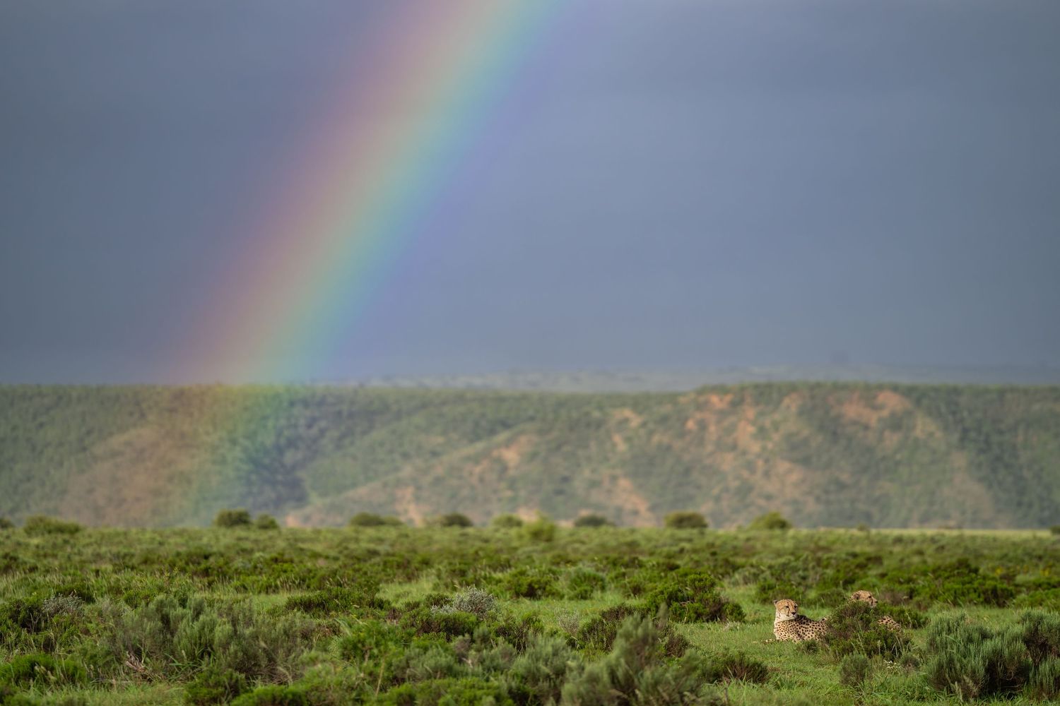 Vibrant rainbow arches across dramatic African savanna landscape.