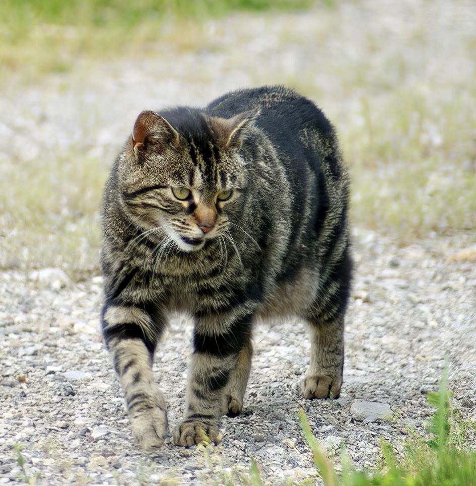 cat