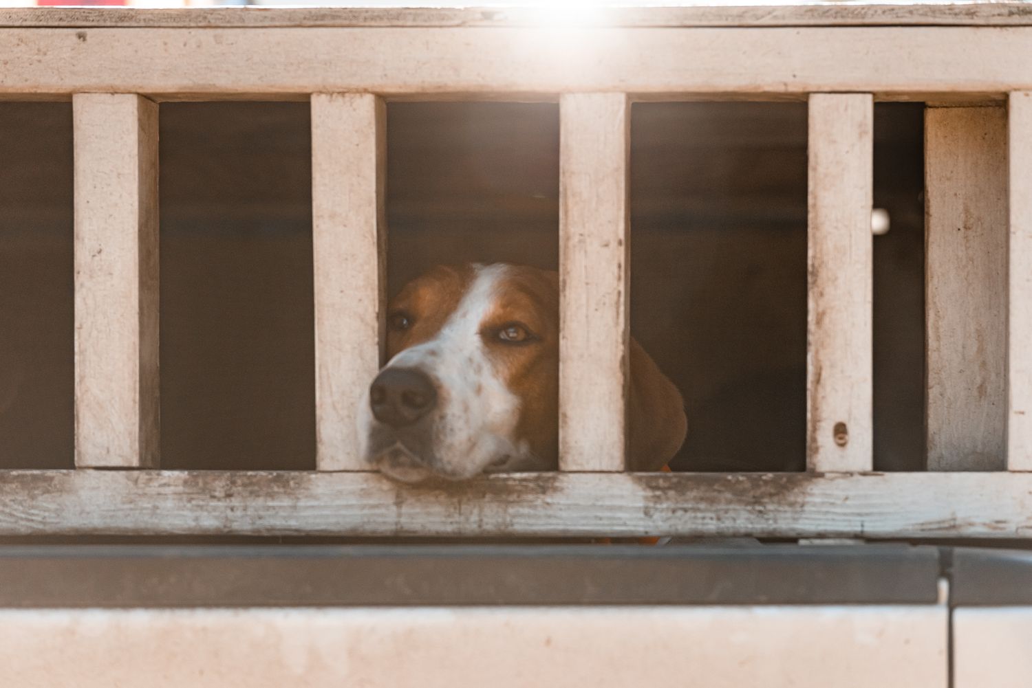 Red and white foxhound looks out of dog box in Walterboro, South Carolina. Photographed by Charleston dog photographer.
