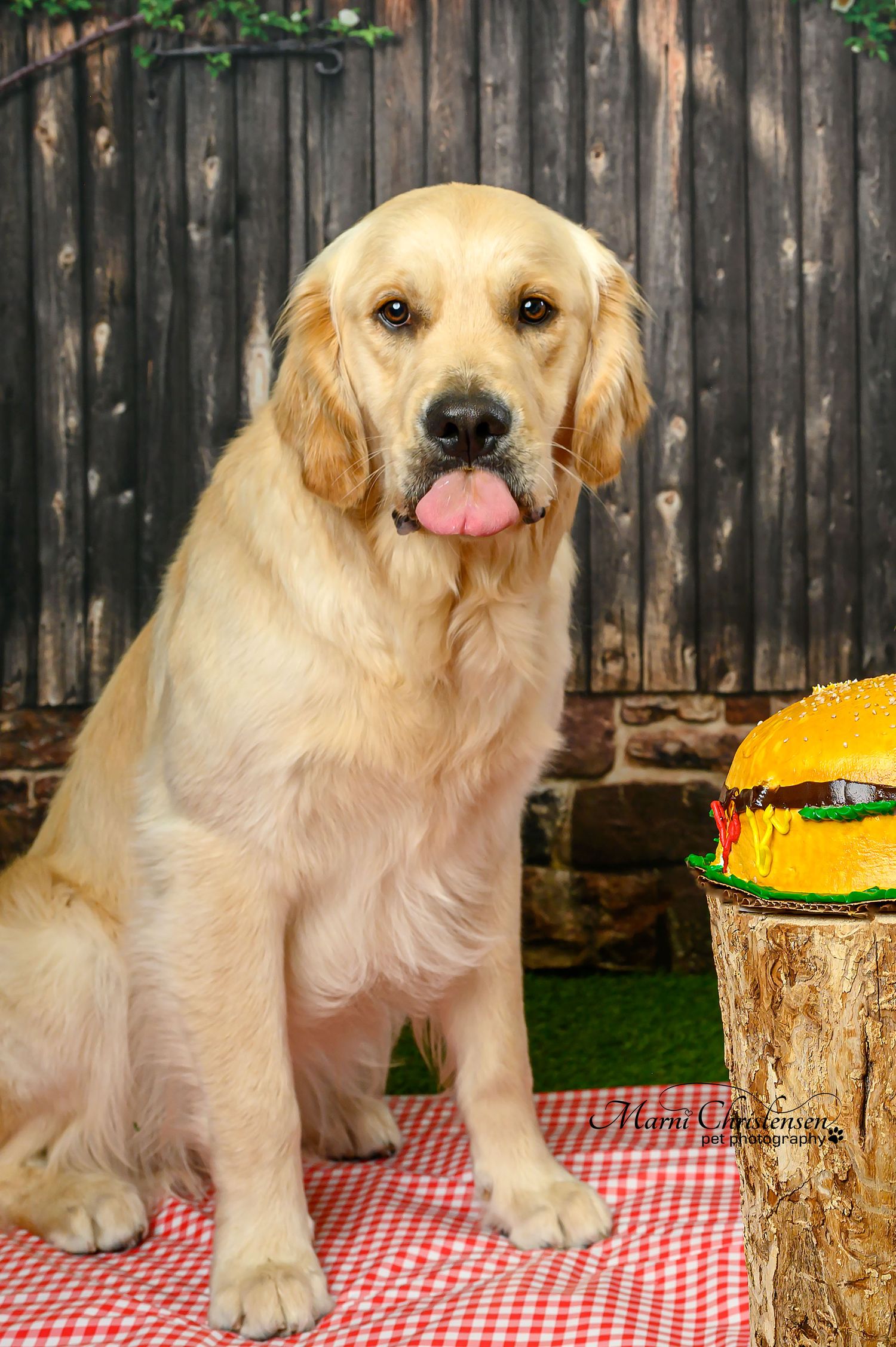 Golden retriever sitting on checkered picnic blanket next to decorative hamburger prop on wooden stump.