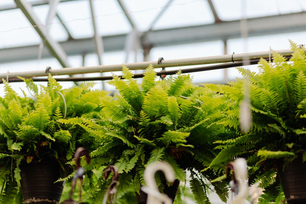 Lush green ferns hanging in baskets against a greenhouse ceiling with natural light.