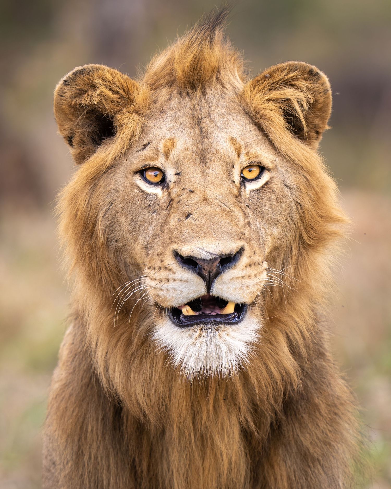 Male lion with magnificent mane displaying various facial expressions in close-up portraits.