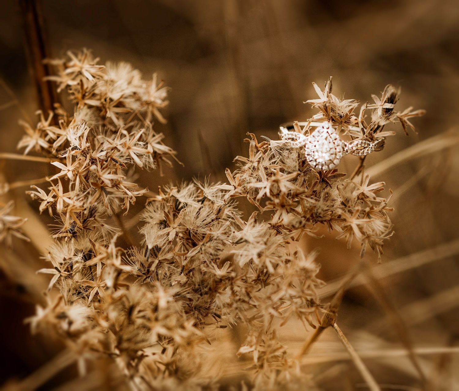 Dried wildflowers and seed pods in sepia tones creating natural artistic composition.