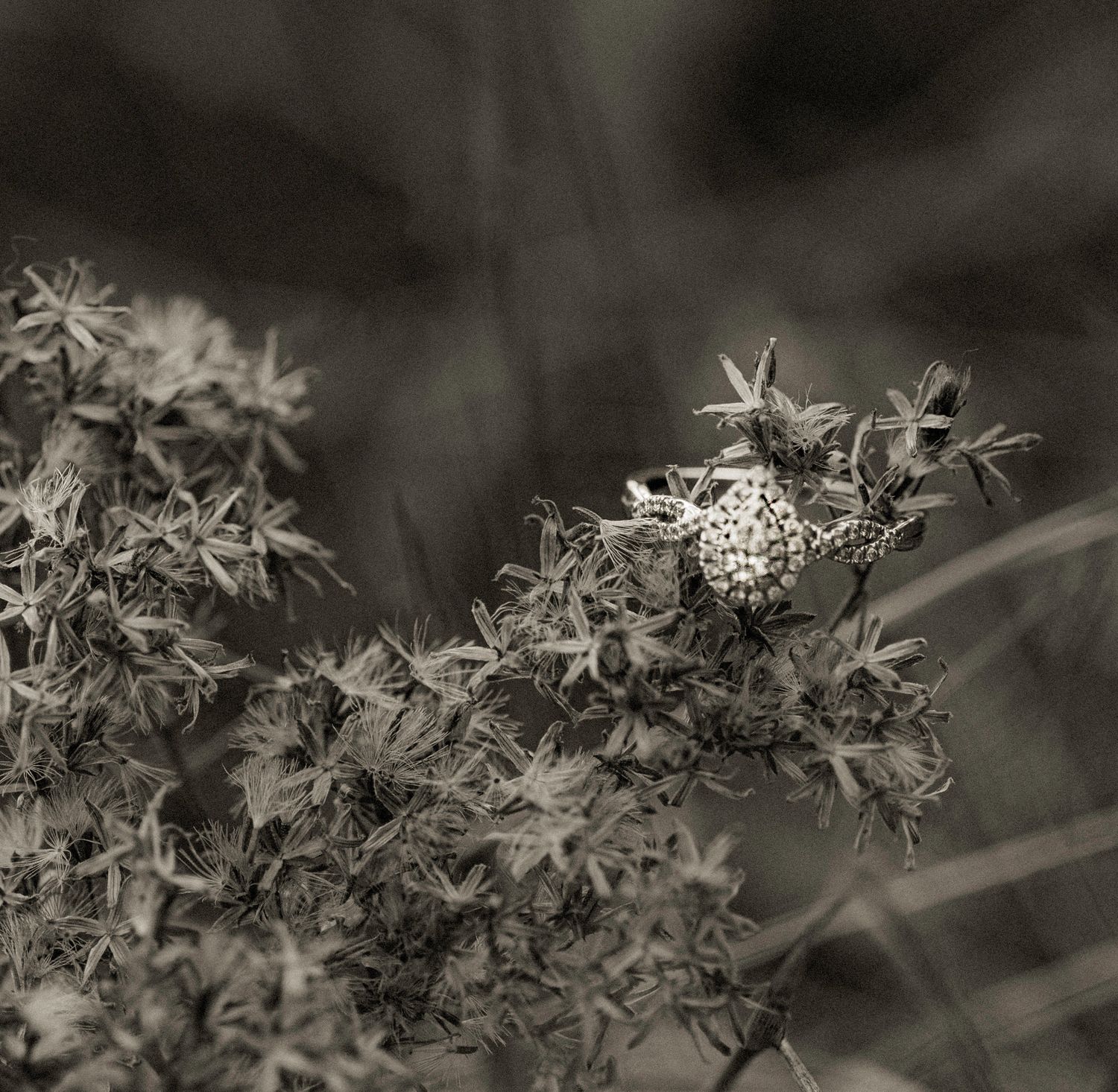 Delicate dried flowers and seed pods in monochrome with bokeh effect.