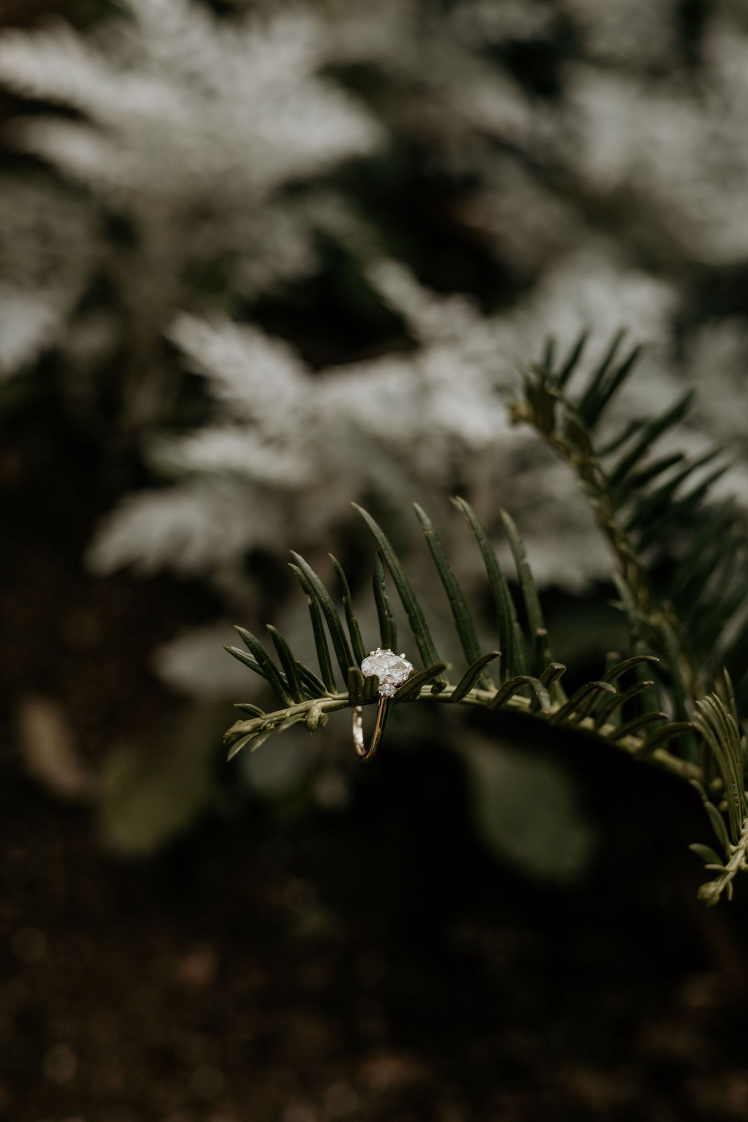 Small white flower on dark green fern fronds with blurred background.