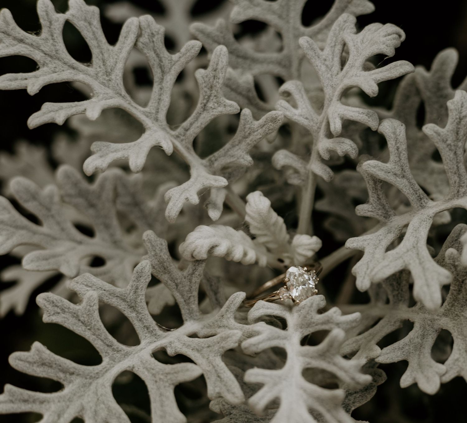 Close-up macro photograph of delicate white snowflakes with intricate crystalline patterns against dark background.