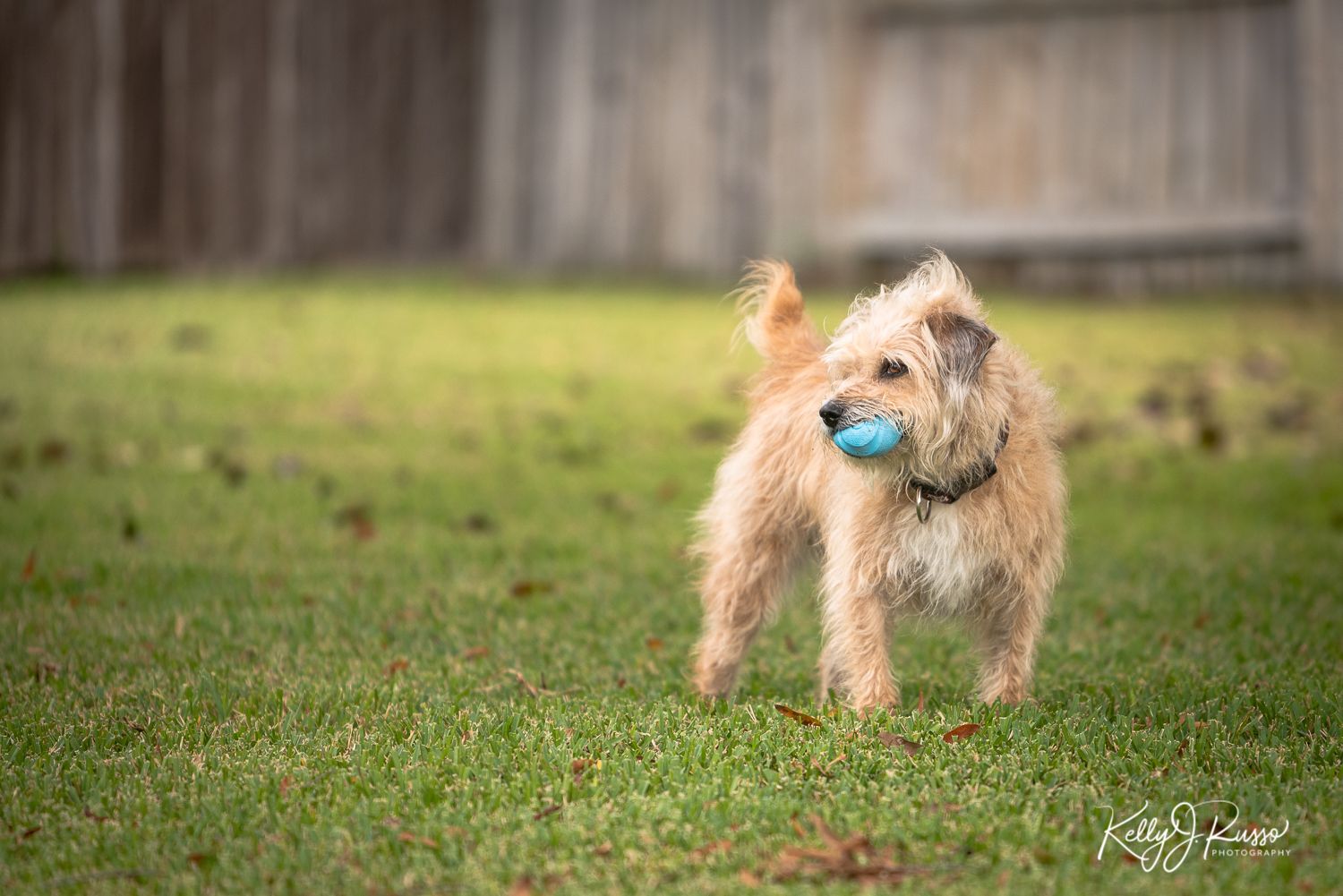 terrier dog holding blue ball in her mouth