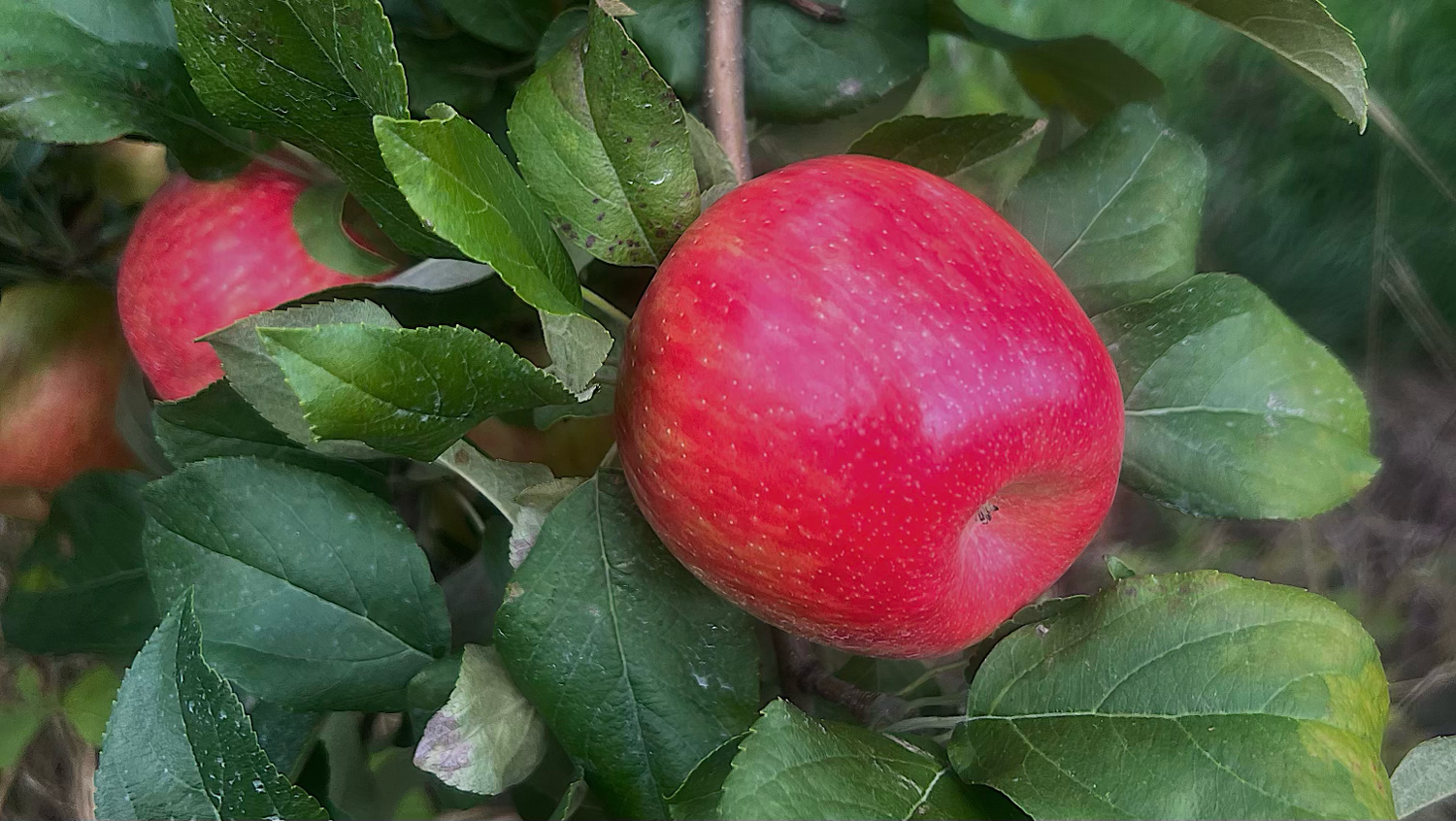 Pick Your Own Apples