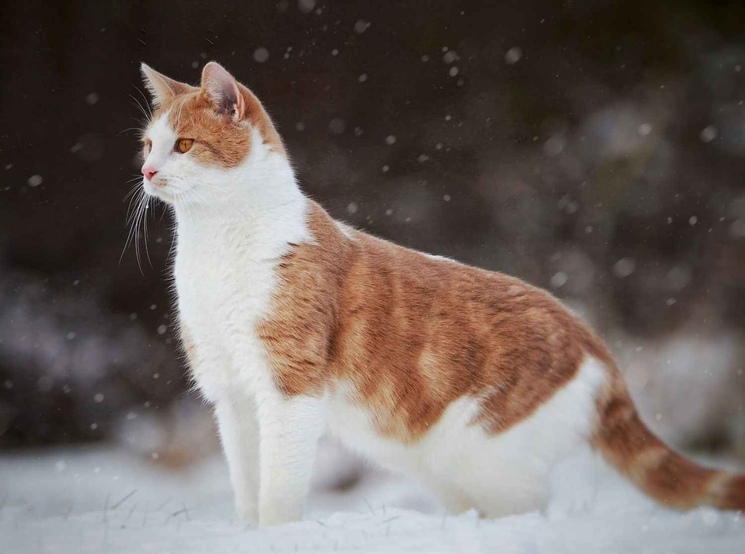 An orange and white cat standing alert in snow, with snowflakes falling around it against a dark winter background.