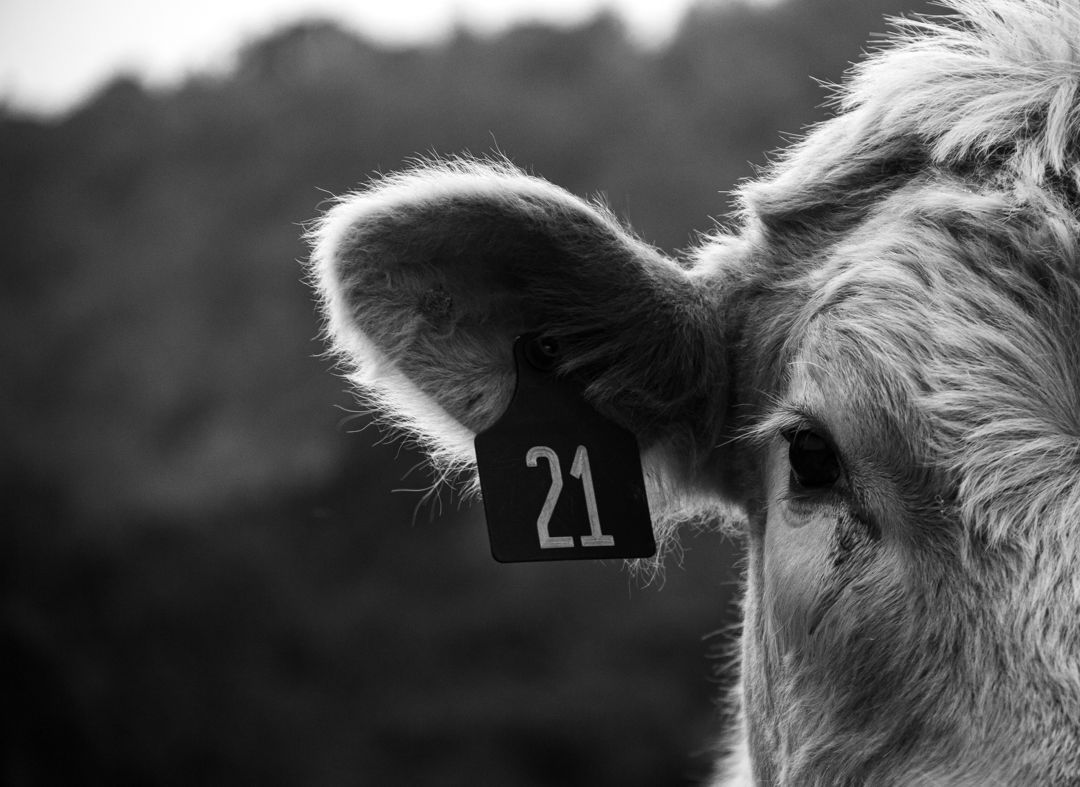 Cow ear tag; Cattle ear tag