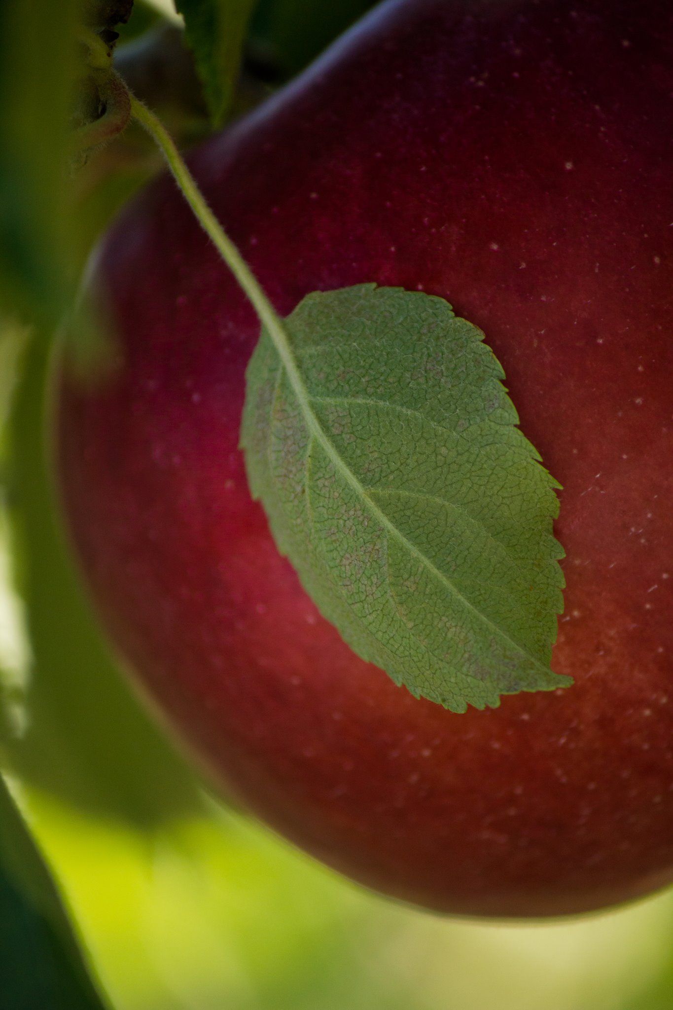 Close-up image of apple taken at Marker-Miller Orchards in Winchester, VA