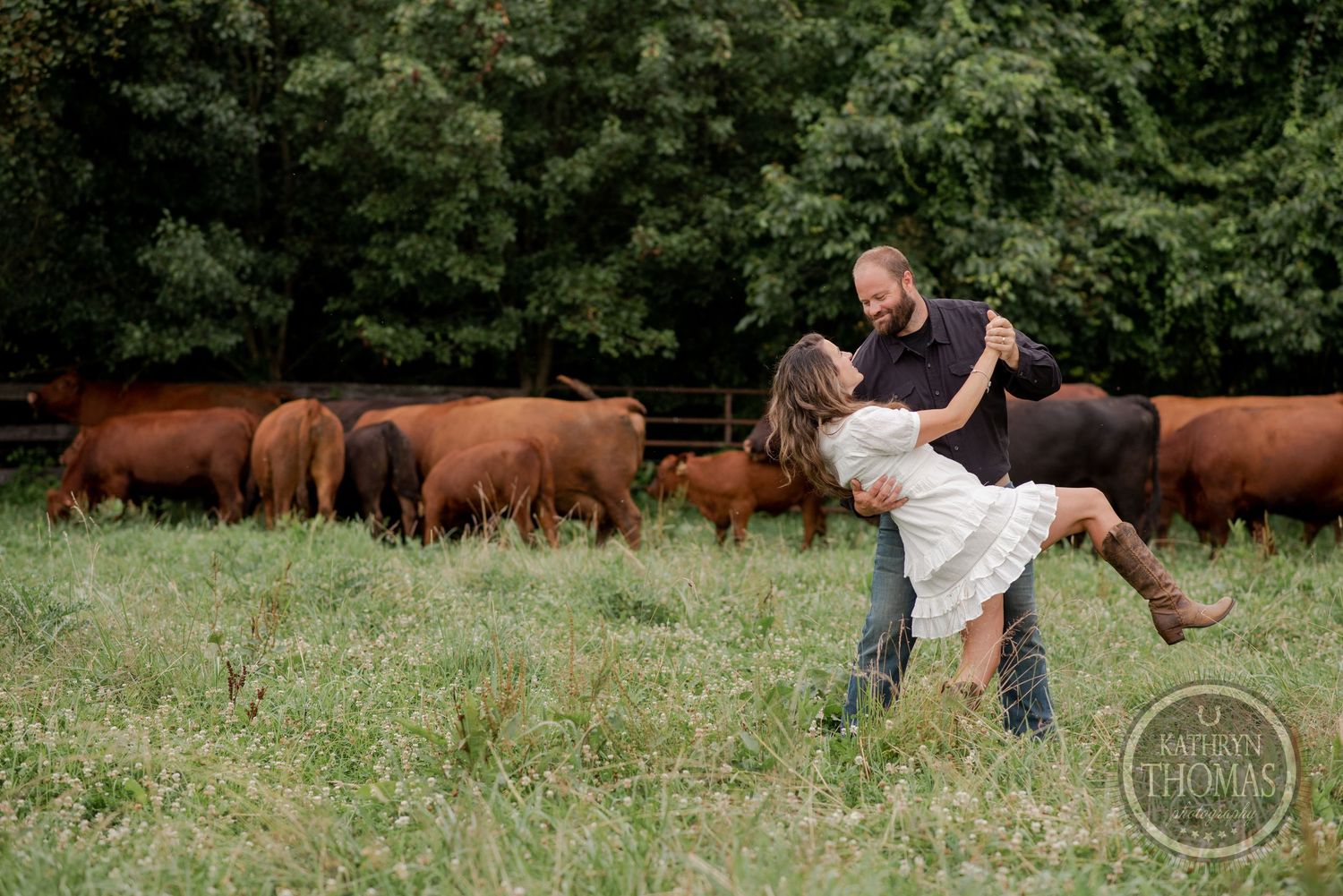 A couple embraces and dips romantically in a field with brown cattle grazing behind them.