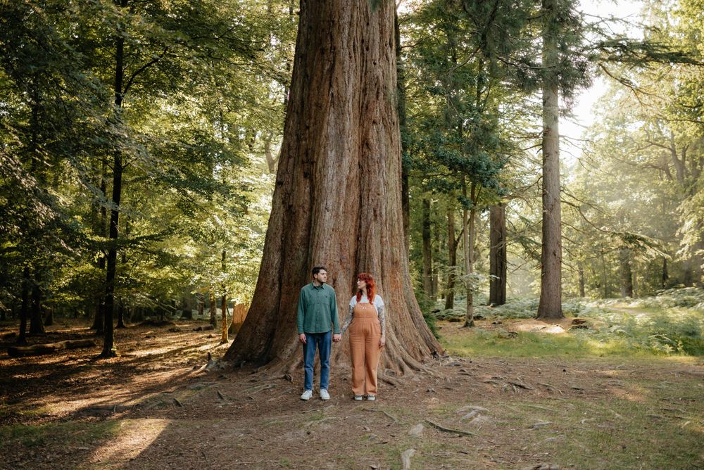 Two people stand together at the base of a majestic redwood tree in a sunlit forest.