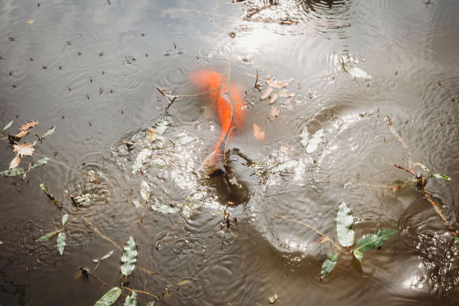 Fish in pond, Great Fosters