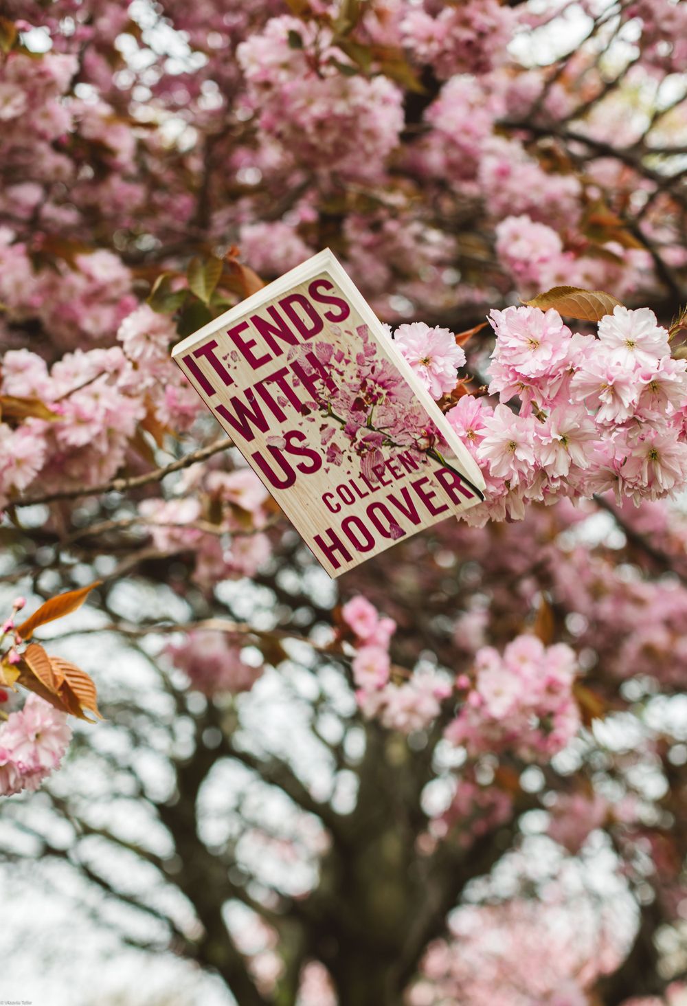 Cherry blossom branches with pink flowers against a blurred background with text signs.