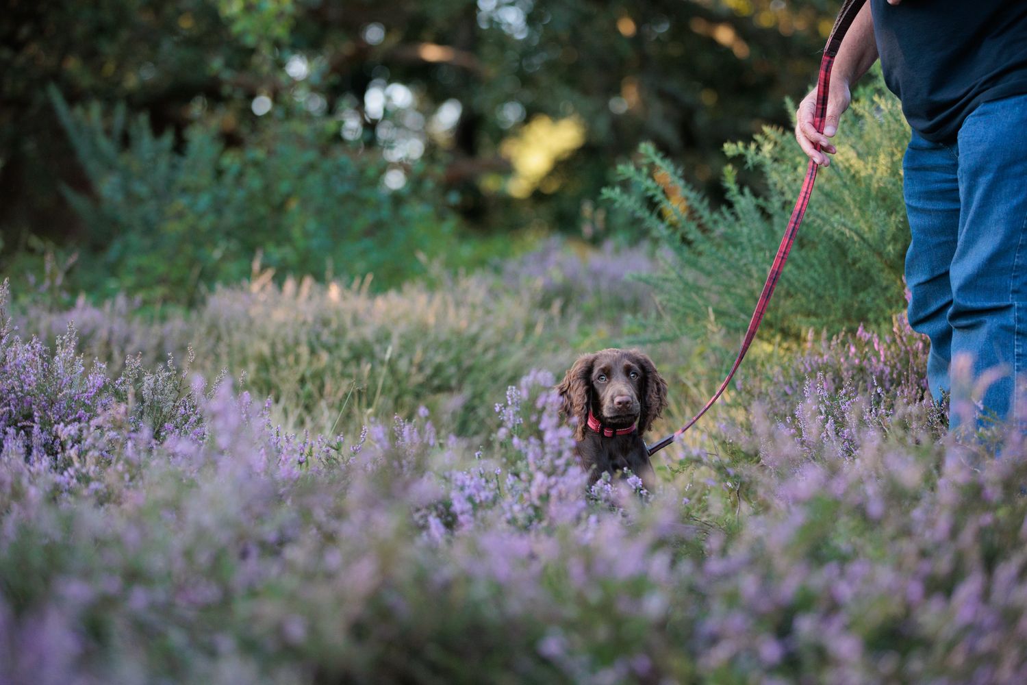Dog walking through field of purple heather with leash during outdoor adventure.