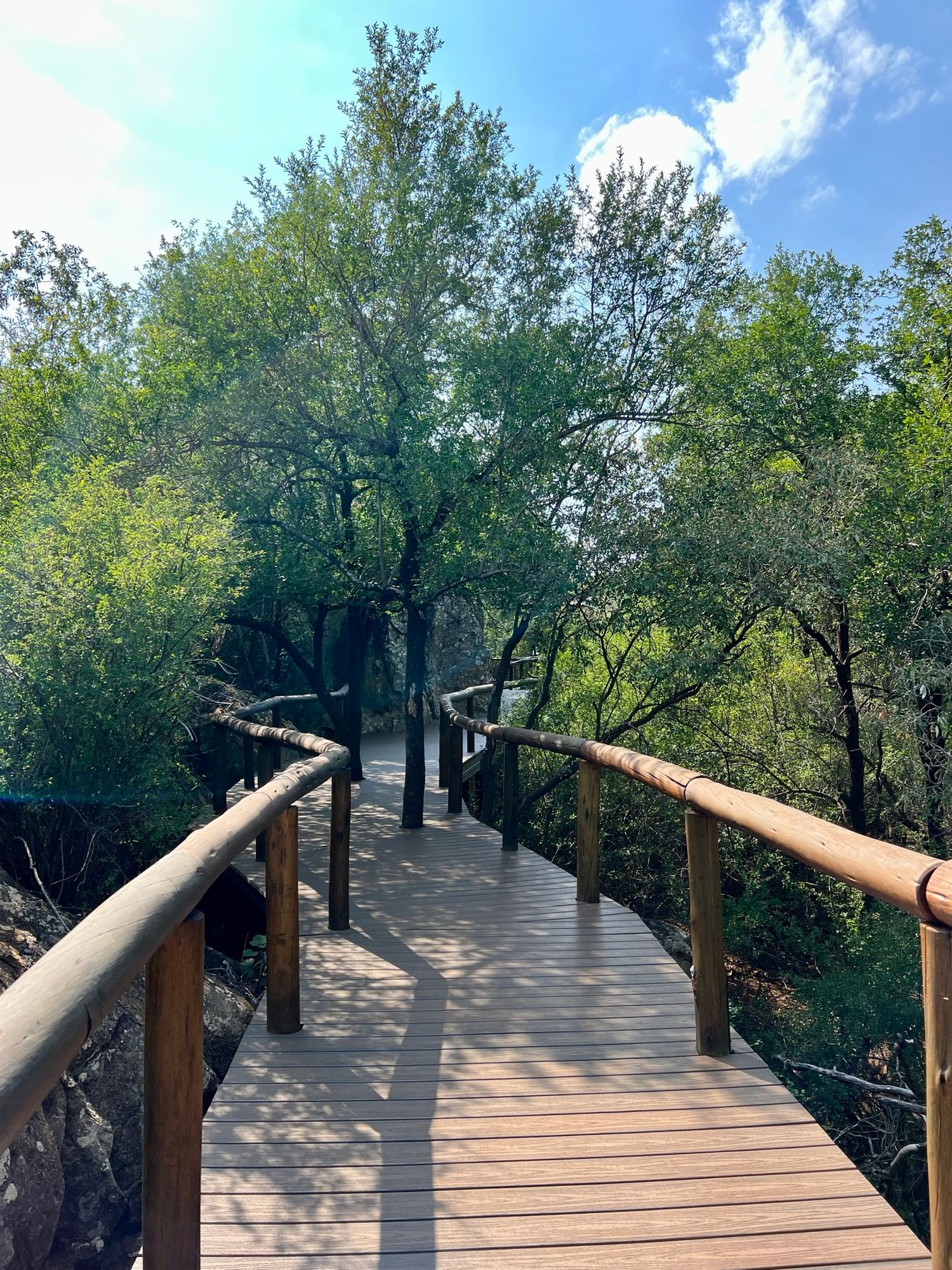 Wooden boardwalk path through lush green mangrove forest under blue sky.