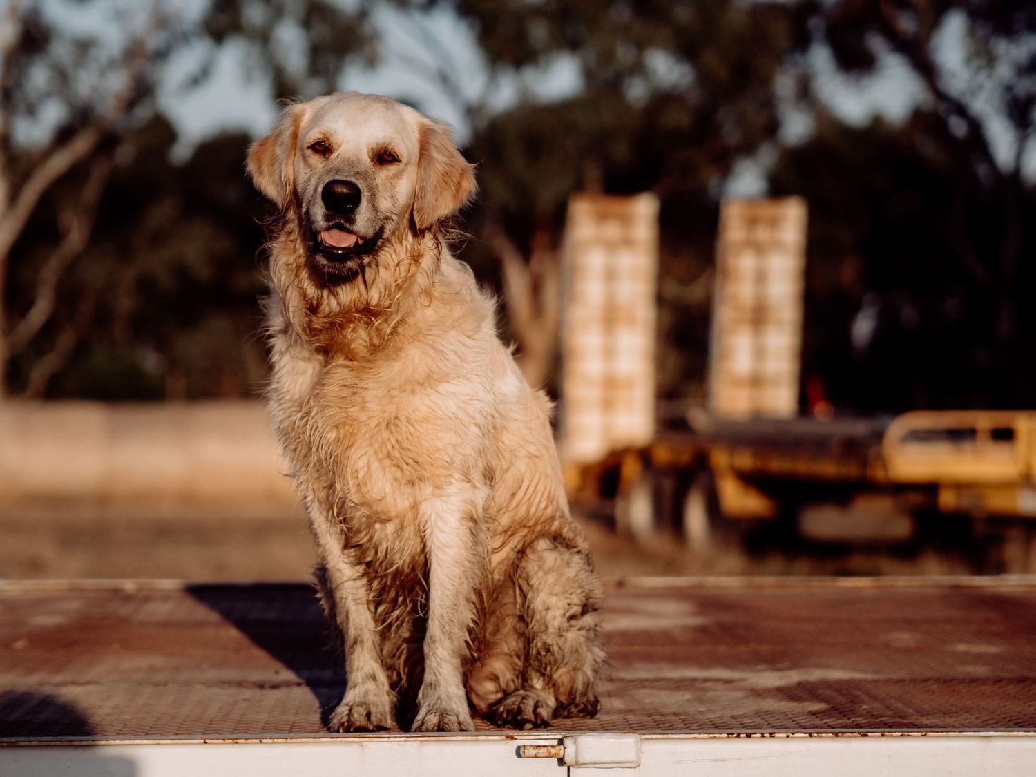 Golden retriever sitting outdoors on a wooden deck at sunset with buildings in the background.