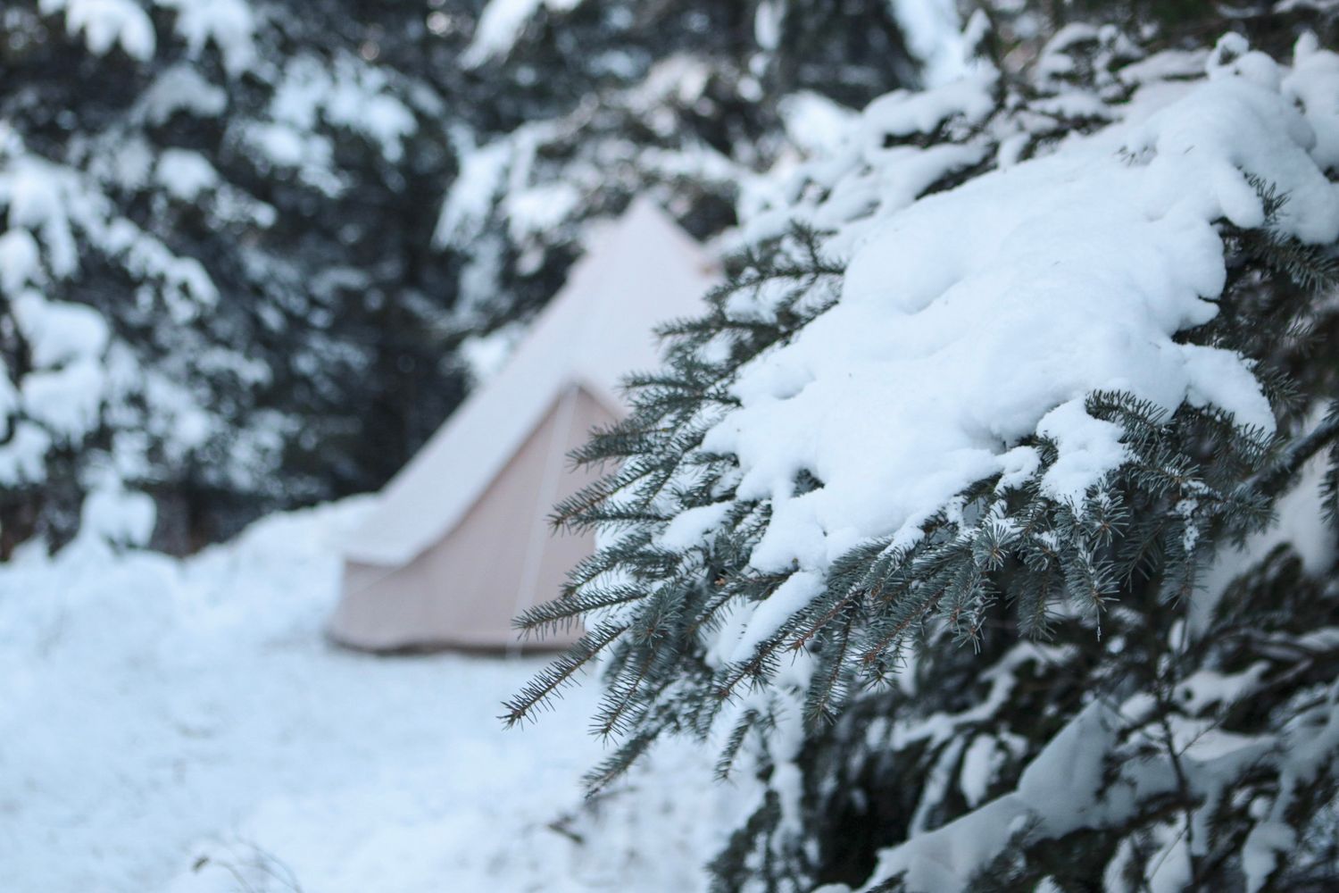 Partial view of tent behind snow-laden evergreen branches.